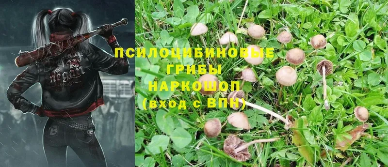 ссылка на мегу онион  Бодайбо  Галлюциногенные грибы MAGIC MUSHROOMS  сайты даркнета какой сайт  купить наркоту 